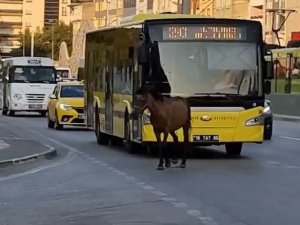 Bursa’da Başıboş At Trafiği Aksattı