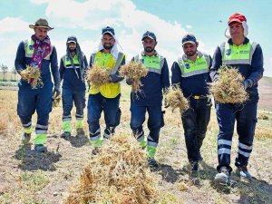 Anadolu’nun Unutulmuş Tahılı Burçak Gün Yüzüne Çıkarılıyor