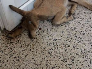 Yavru Dağ Keçisine Şefkat Eli