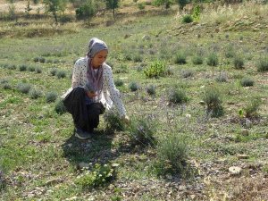 Atıl Araziyi Lavanta Üretimine Kazandırdı