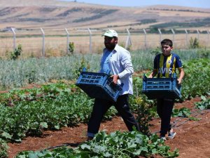 Gaziantep’te Dağıtılan Sebze Fideleri İlk Mahsullerini Vermeye Başladı