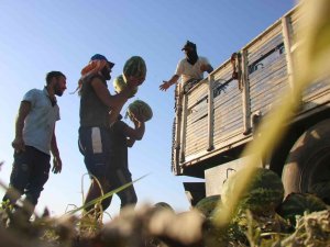 Diyarbakır’da Karacadağ’ın Volkanik Arazilerinde Ekilen Karpuzun Hasadı Yapıldı