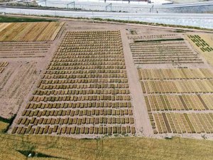 Türk Bilim Adamları 2 Bin 500 Genotip Üzerinde Çalışıyor