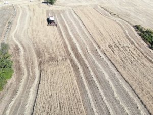 Kırklareli’de Buğday Hasadında Sona Gelindi, Kurak Bölgelerde Verim Düştü