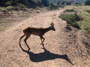Yaralı Karacaya Anında Müdahale