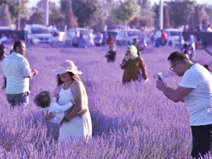 Karatay Lavanta Günleri’ne 2 Günde 120 Bin Kişi Katıldı