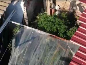 Bahçede Sebze Yerine Kenevir Yetiştirmiş