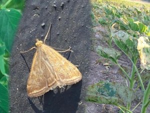 Çayır Tırtılına Karşı Çiftçiler Uyarıldı