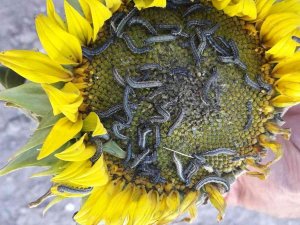 İ̇stenmeyen Misafir “Çayır Tırtılı” İle Mücadele Başladı