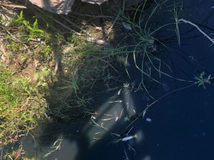 Antalya’da Otel Lojmanından Gelen Atık Su Balık Ölümlerine Neden Oldu