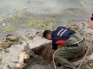 Balçığa Saplanan İnek İtfaiyenin Operasyonu İle Kurtarıldı