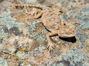 Doğada Fark Edilmiyor, Sivas’ta Görüntülendi