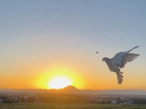 Güneşte Dans Eden Güvercinler Hayran Bıraktı