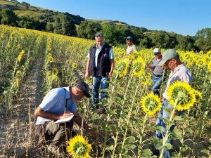 Çanakkale’de Tırtıl İstilasına Karşı Çalışma Başlatıldı