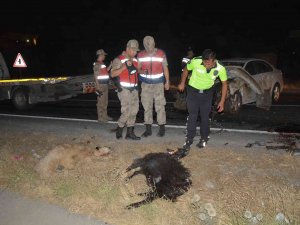 Otomobilin Koyun Sürüsüne Dalma Anı Kamerada