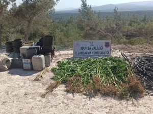 Ormana Ektiği Kenevirleri Sularken Yakalandı