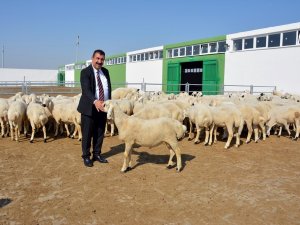 Tüdki̇yeb Genel Başkanı Nihat Çelik: "3 Milyonun Üzerinde Küçükbaş Hayvan Kurban Edildi"