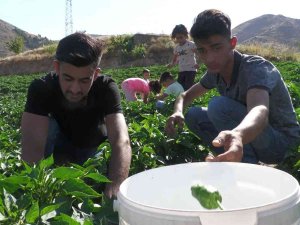 Meşhur Keban Biberinde Hasat Başladı