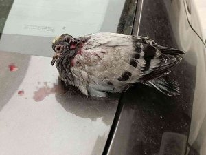 Yaralı Güvercin Telef Olmaktan Kurtarıldı