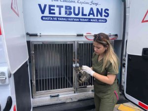 Tatilde 303 Can Dostun Tedavileri Gerçekleştirildi