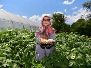 Tuzlalı 65 Yaş Üstü Büyüklerin Elleriyle Ektiği Mahsuller Hasat Verdi