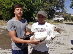 Aydın’da Yavru Leylekler İlk Kanatlarını Çırpmaya Başladı