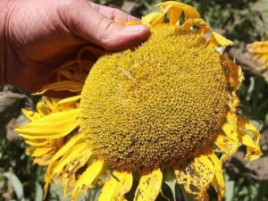 Bilecik’te Çayır Tırtılı Popülasyonu Ayçiçeği Ekili Alanlarda Zararlar Oluşturdu