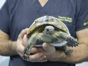 Arabanın Ezdiği Kaplumbağa Hayata Tutundu