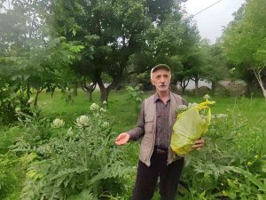 Denemek İçin Atıl Durumdaki Arazisine Enginar Ekti, Rekolte Karşısında Büyük Şaşkınlık Yaşadı