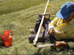 Tırpanla Ot Biçme Geleneği Kayboluyor