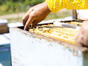 Şifa Deposu Kekik Hem Üreticisini Hem De Arıcıları Sevindirdi