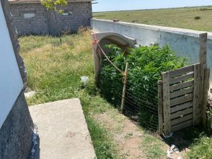 Müstakil Evin Bahçesinde Kenevir Ele Geçirildi