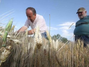 Konya’da Çiftçiler Buğday Hasadına Hazırlanıyor