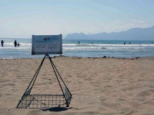 Deniz Kaplumbağası Yuva Sayısında İklim Krizi Etkisi