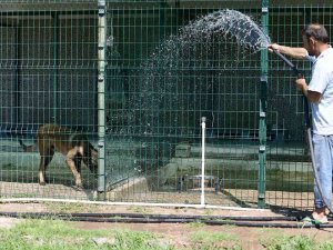 Antalya’da Kavurucu Sıcaklarda Sokak Hayvanları İçin Vıp Hizmet