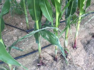 Çanakkale’de Tırtıl İstilası