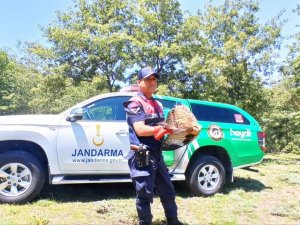 Yaralı Şahini Jandarma Ekipleri Kurtardı