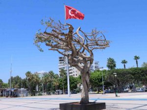 Mersin’deki Asırlık Ağacın Zehirlenmesiyle İlgili 3 Şüpheli Gözaltına Alındı