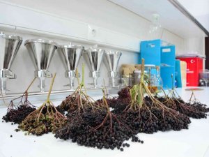 Balıkesir Büyükşehir Belediyesi, Bağışıklık Güçlendiren Kara Mürver Şurubu ’Sambuçem’i Üretti