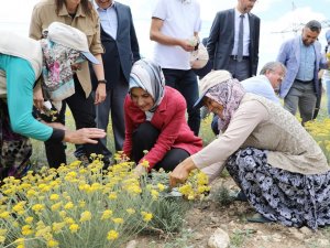 Altınotu Bitkisinin Hasadı Yapıldı