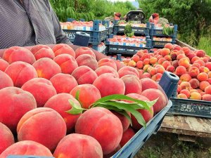 Şeftali Tarlada 2 Liraya Kadar Düştü