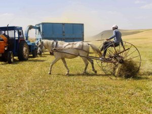 Toprağın Emekçileri Kavurucu Sıcaklar Altında Ter Döküyor