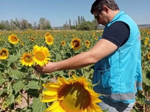Aslanapa’da Ayçiçeği Ekili Alanlarda Hastalık Zararlı Ve Fenolojik Gözlem Kontrolleri