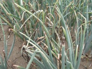 Tarım İ̇l Müdürlüğü’nden Soğan Üreticilerine Uyarı