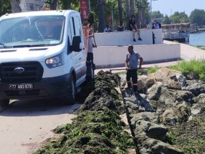 Yalova Sahilinde Yosun Temizliği
