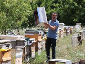 Tekirdağ’da Ortaya Çıkan Tırtıl İstilasıyla Beraber, Ayçiçeği Tarlalarının İlaçlanması Sonrasında Kovanlarından Çıkan Arılar Bir Daha Geri Gelmedi