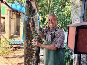 Edirne’de Amatör Balıkçı Tam 40 Kiloluk Yayın Balığı Tuttu