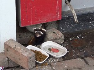 Nesli Tükenmekte Olan Alaca Sansar Tekirdağ’da Görüldü