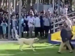 Başıboş Köpeğin Ege Üniversitesi Mezuniyet Töreninde İnsanlara Saldırdığı Anlar Kamerada