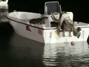 Büyükçekmece’de ’Su Samuru’ Sürprizi